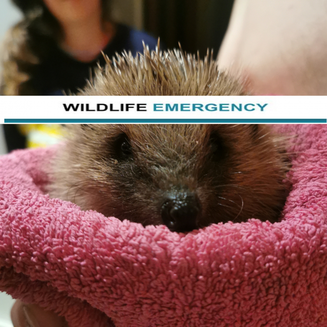 Wildlife Emergency Wildlife Emergency